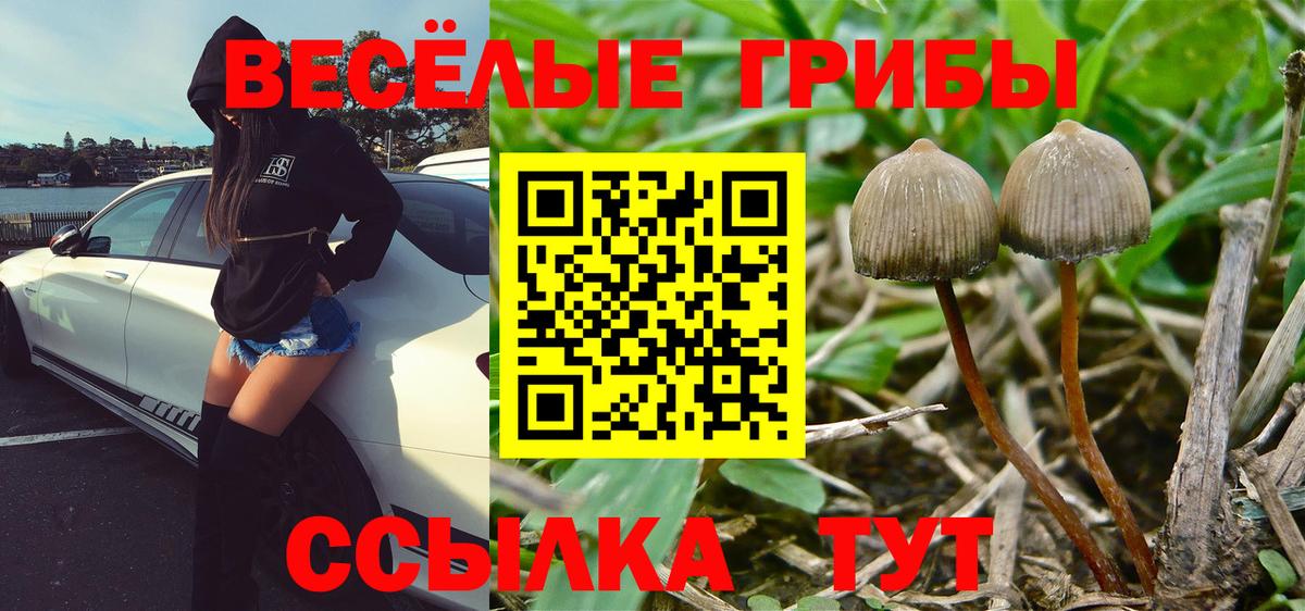 Галлюциногенные грибы Psilocybe  Вход с VPN  что такое   Кулебаки 